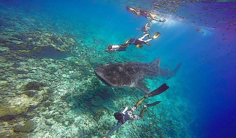 Thaa Atoll Dive Center