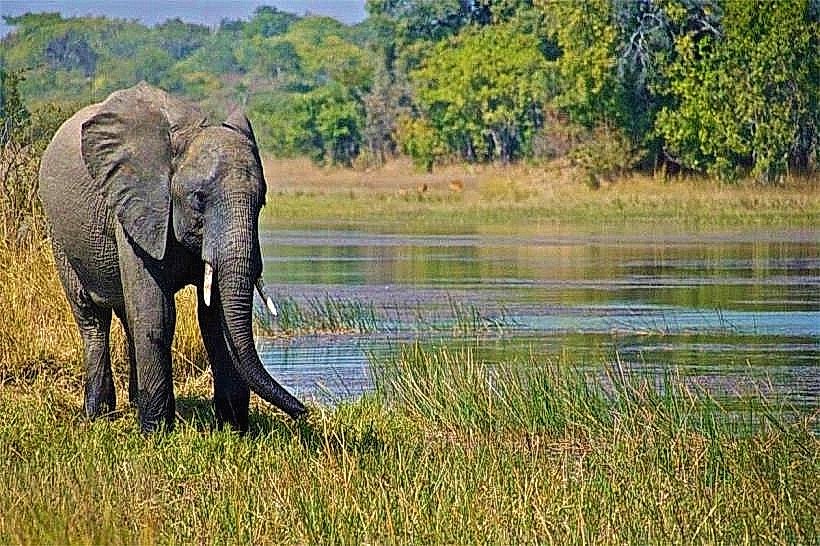 Elephant Marsh