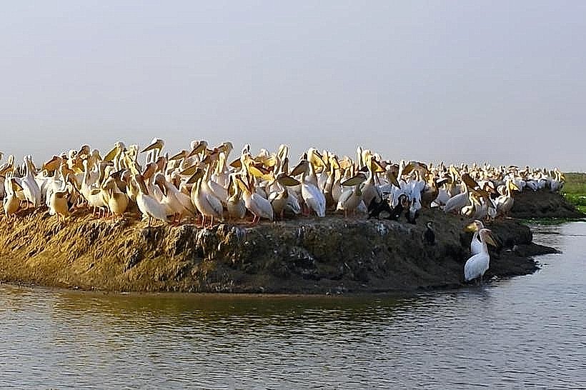Djoudj National Bird Sanctuary