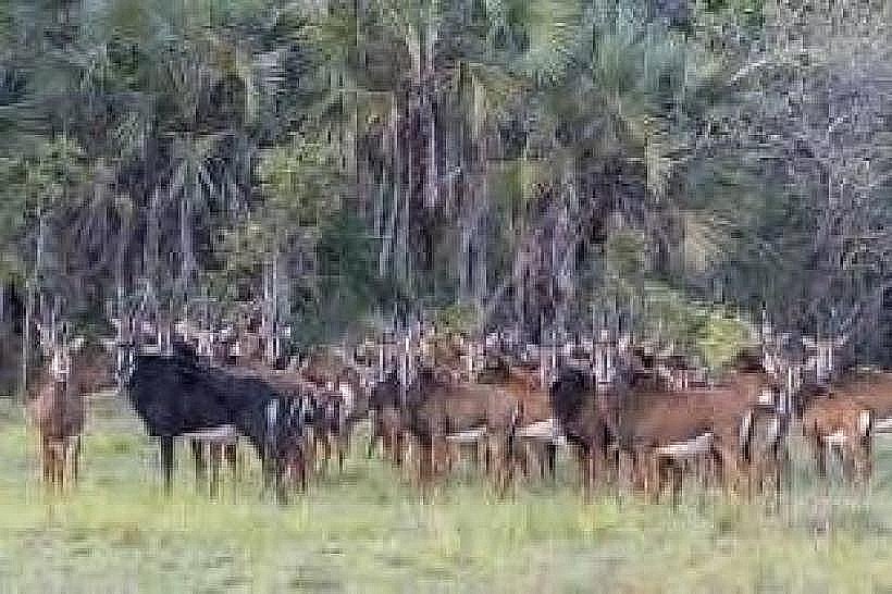 Marromeu National Reserve