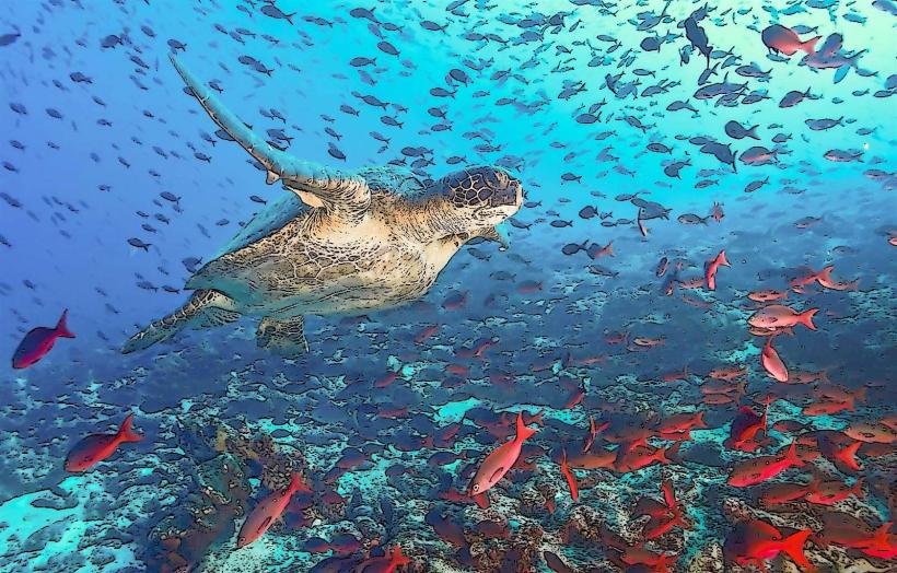 Galapagos Marine Reserve