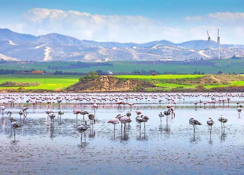 Larnaca Salt Lake