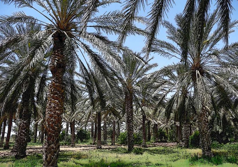 Kebili Palm Grove