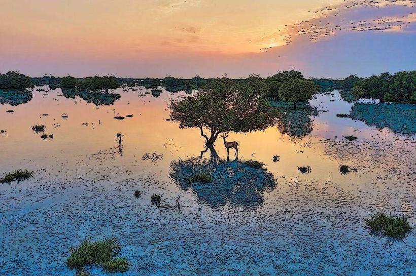Jubail Mangrove Park