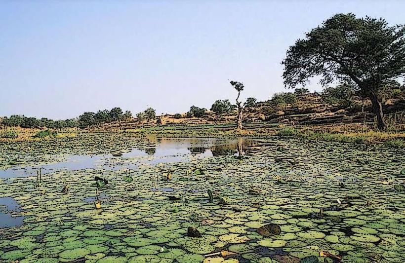 Hadejia-Nguru Wetlands