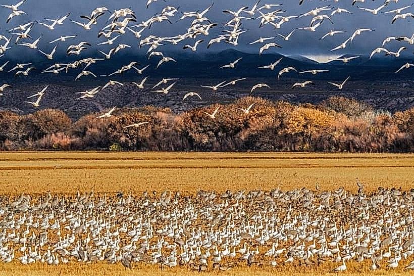 Bosque del Apache National Wildlife Refuge