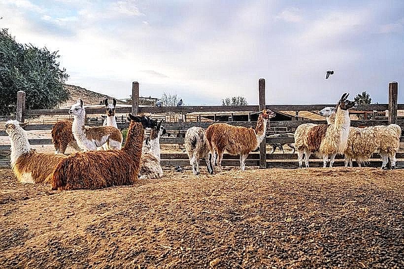 Alpaca Farm