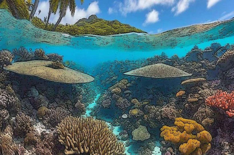 Bora Bora Coral Reef