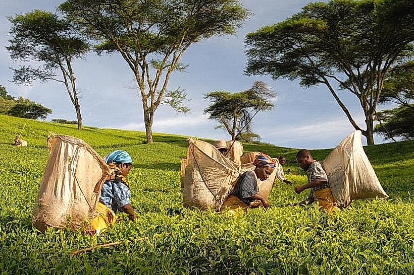 Satemwa Tea Estate