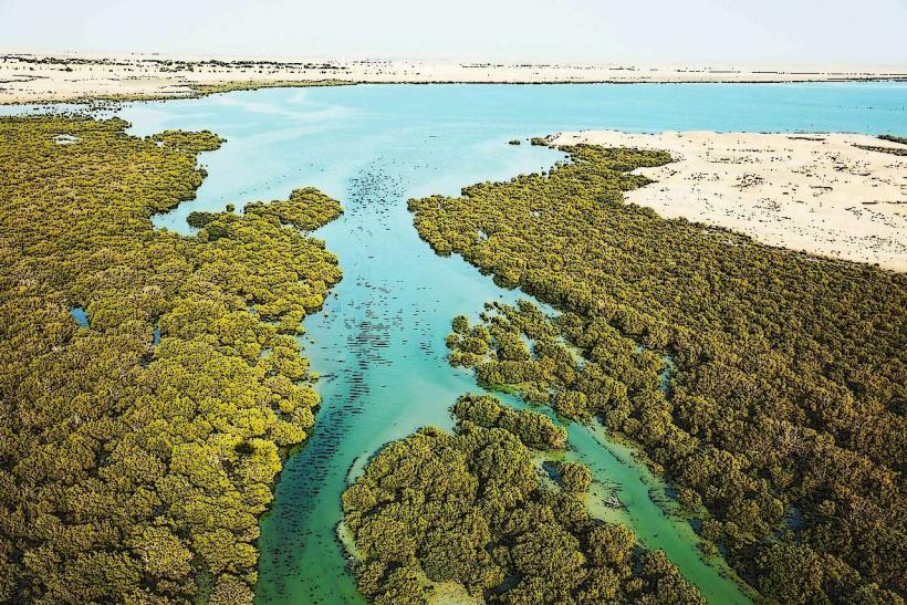 Al Thakira Mangroves