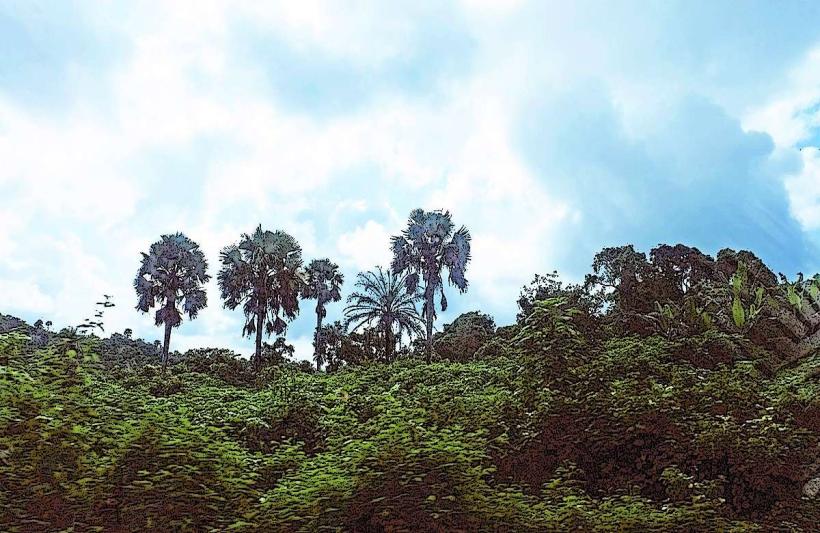 Yenagoa Forest Reserve