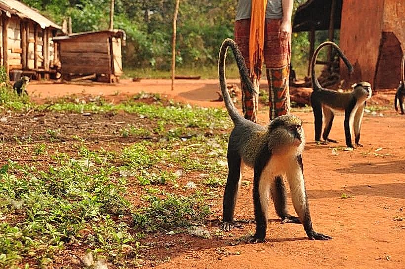 Boabeng-Fiema Monkey Sanctuary