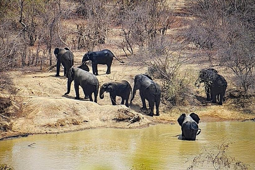 Gourma Elephant Migration Corridor