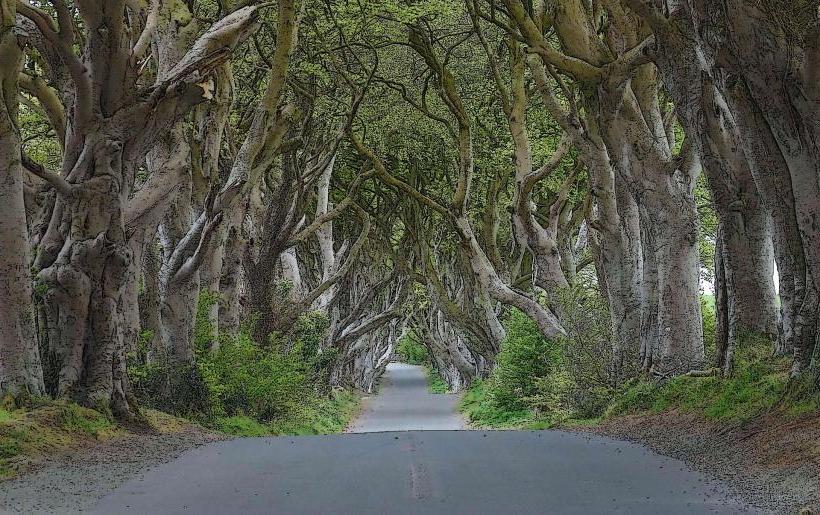 Dark Hedges