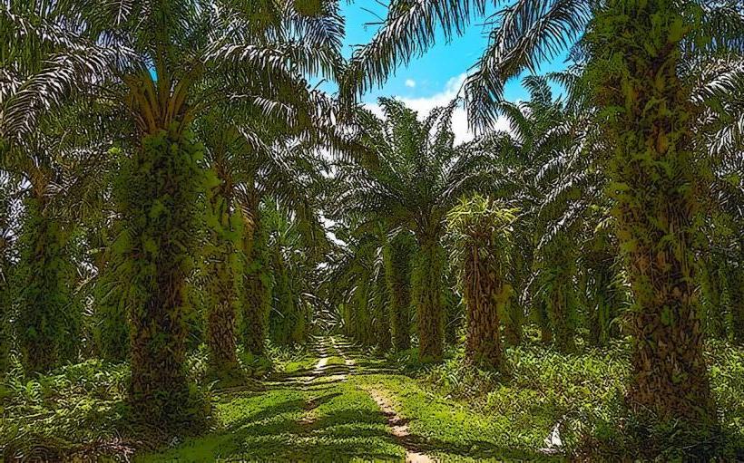 Palmeraie of Toamasina