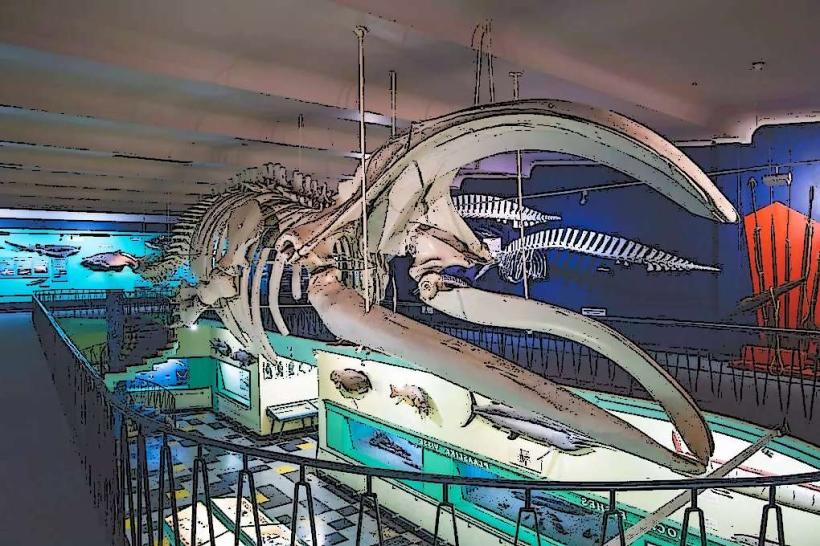 Port Elizabeth Museum