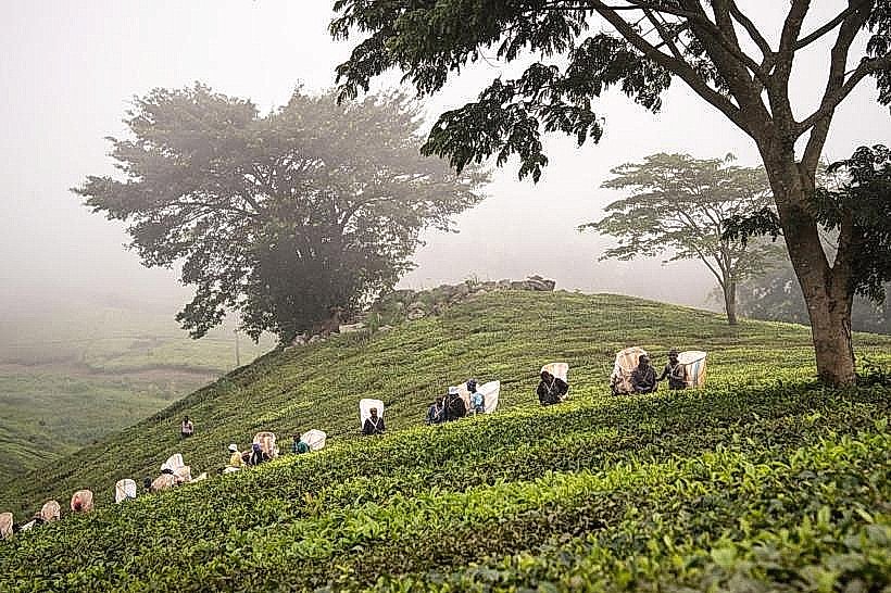 Thyolo Tea Estates