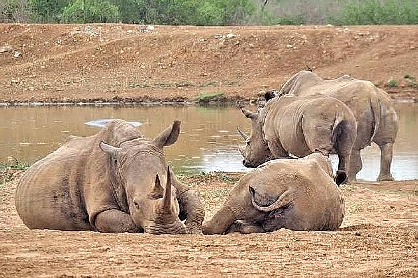 Ndlovu Camp Waterhole