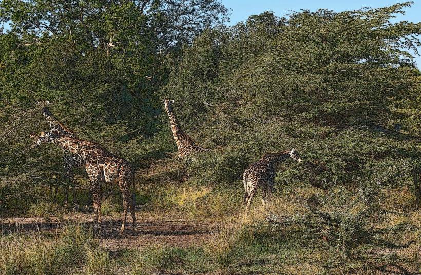 Bisanadi National Reserve