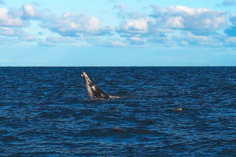 Whale Watching Areas