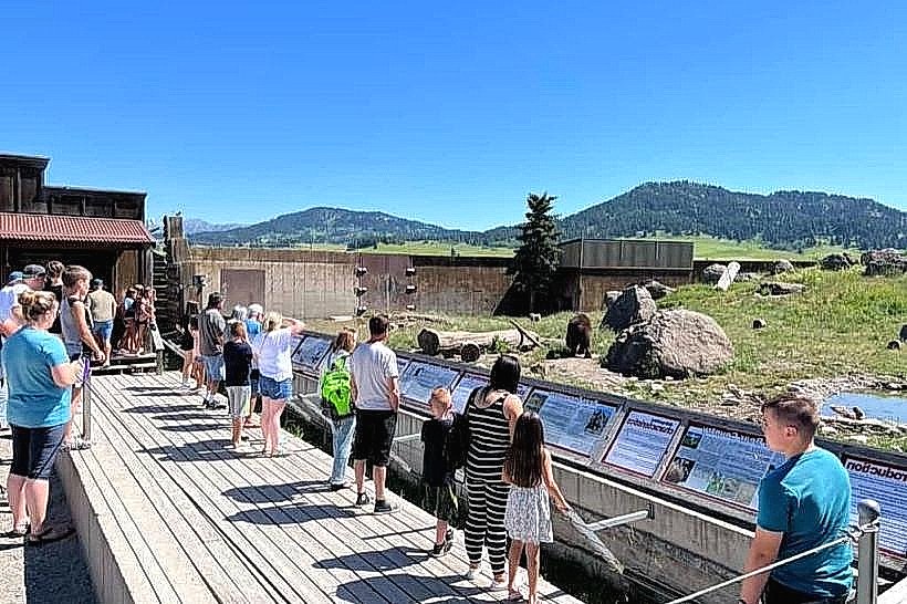 Montana Grizzly Encounter