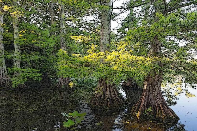 Tennessee National Wildlife Refuge