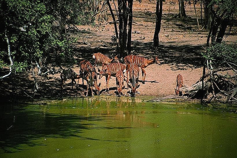 Lengwe National Park