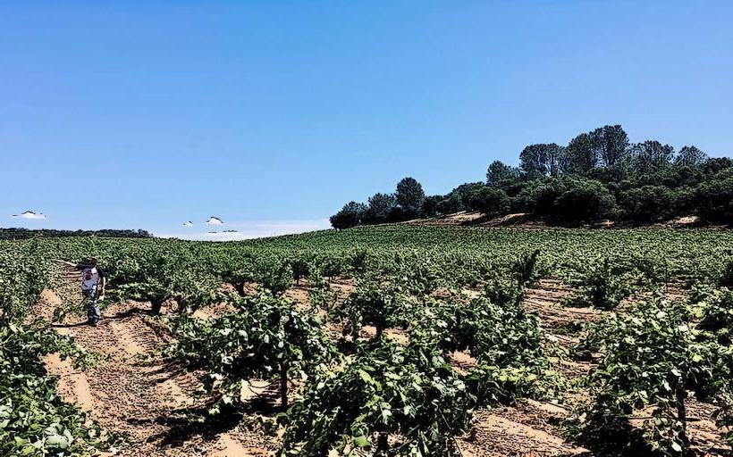 Eschen Vineyard Estates