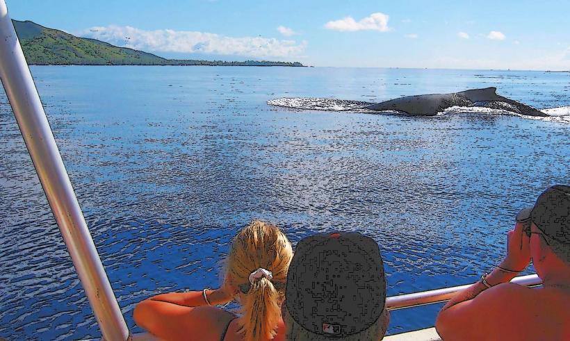 Rangiroa Whale Watching