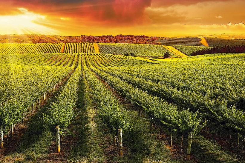 Barossa Valley (Wineries)