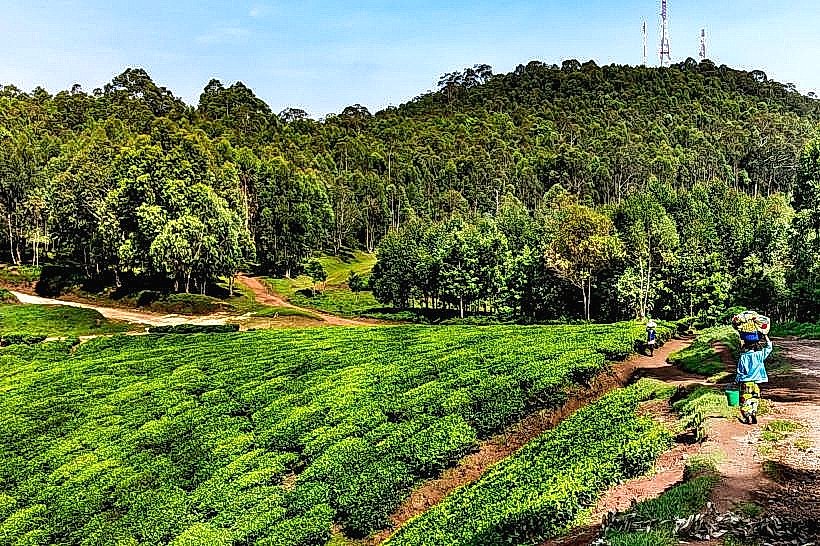 Pfunda Tea Estate