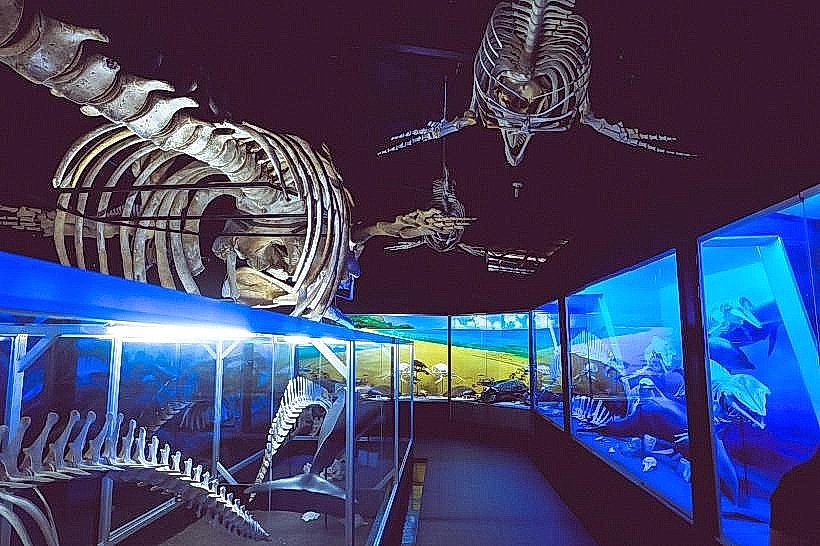 D' Bone Collector Museum