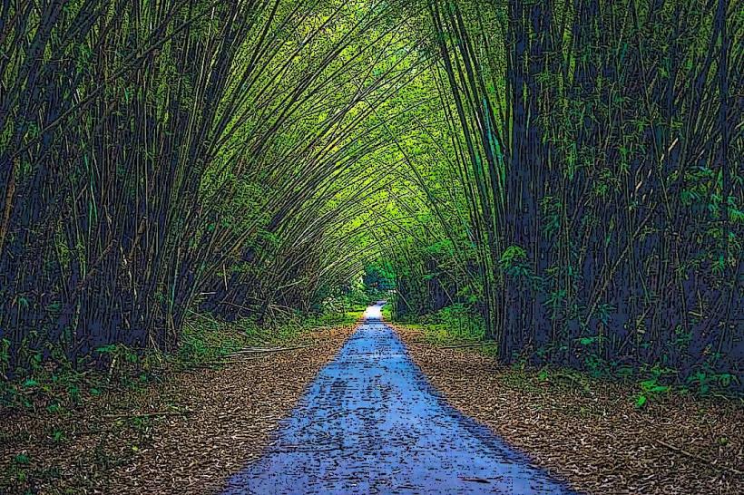 Bamboo Cathedral