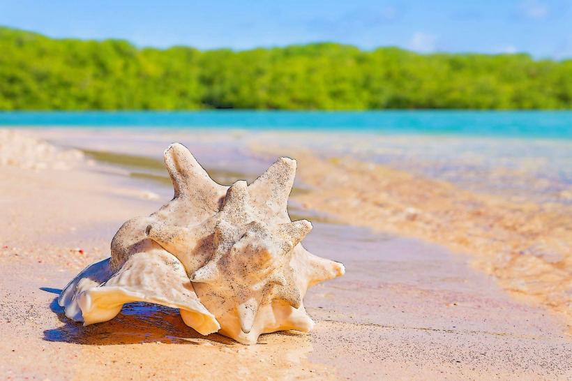 Conch Shell Point