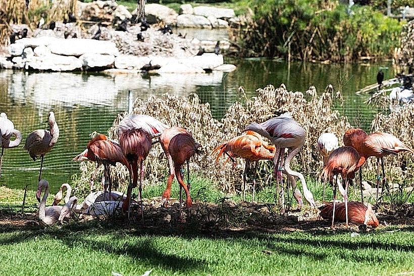 Tisch Family Biblical Zoo