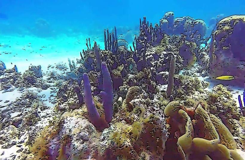 San Andrés Dive Sites